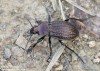střevlík Ullrichův (Brouci), Carabus ullrichii, Carabidae, Carabinae (Coleoptera)